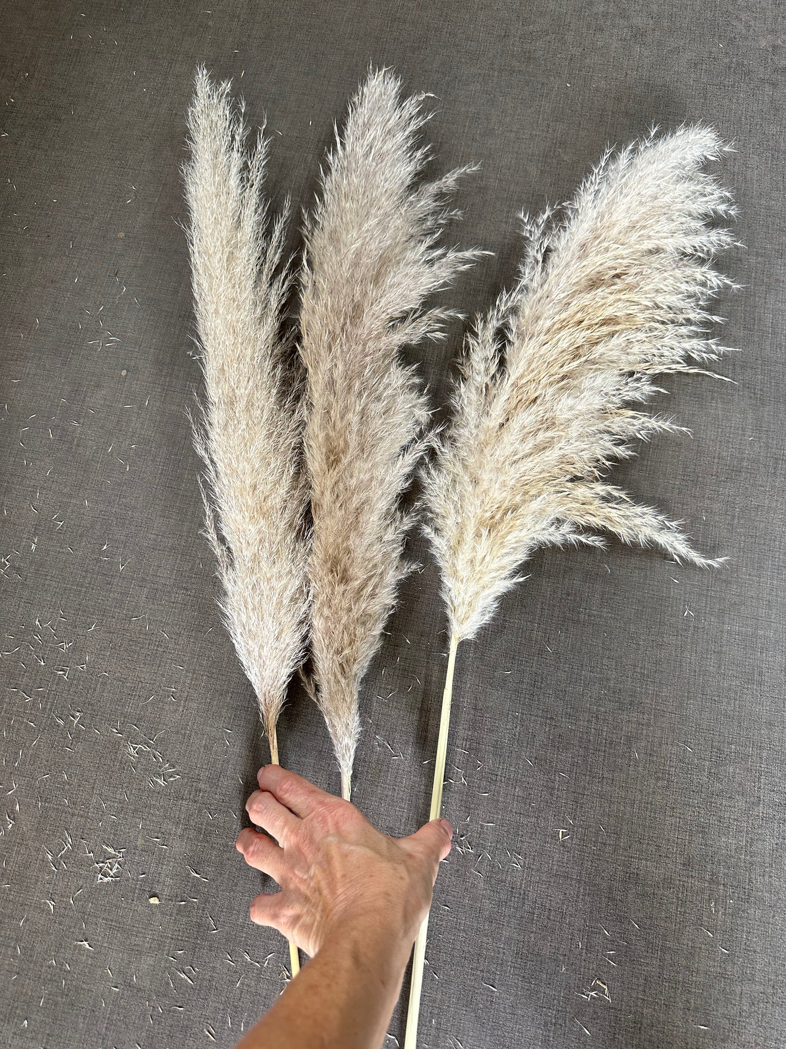 Pampas - Fluffy Heads - Small