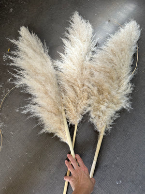 Pampas - Fluffy Heads- LARGE