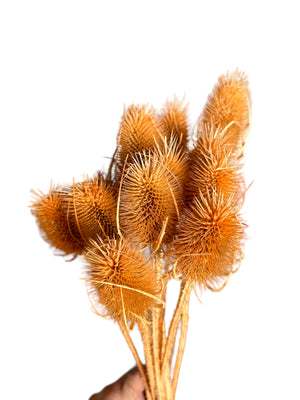 Teasels - Soft Orange