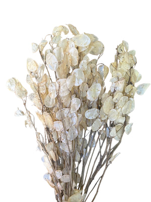 Lunaria/Honesty - Natural