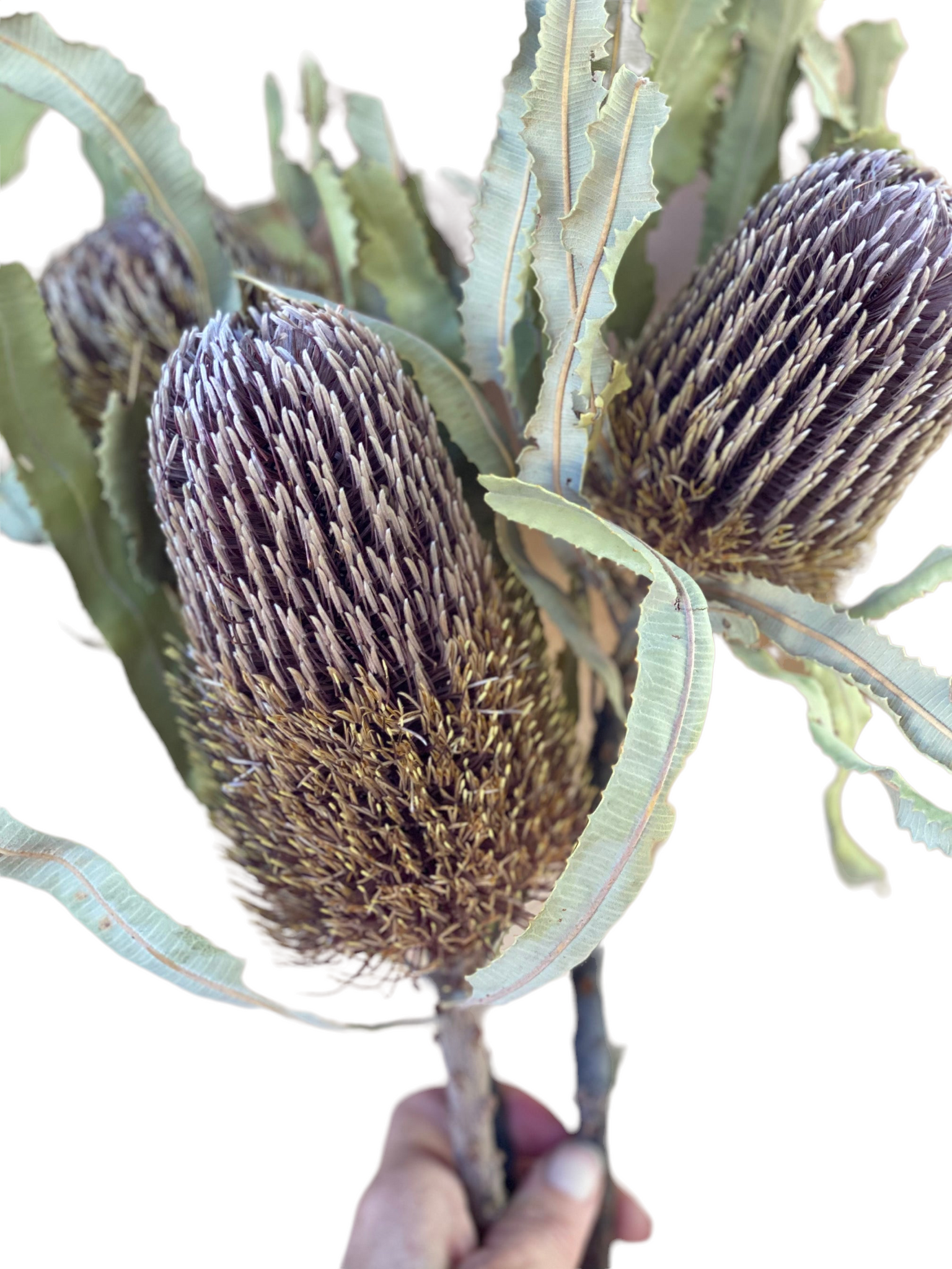 Banksia Menzies - Natural
