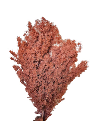 Ming Fern - Pink Terracotta