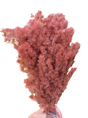 Ming Fern - Terracotta Brown