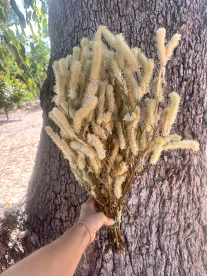 Mulla Mulla Wildflower - Natural