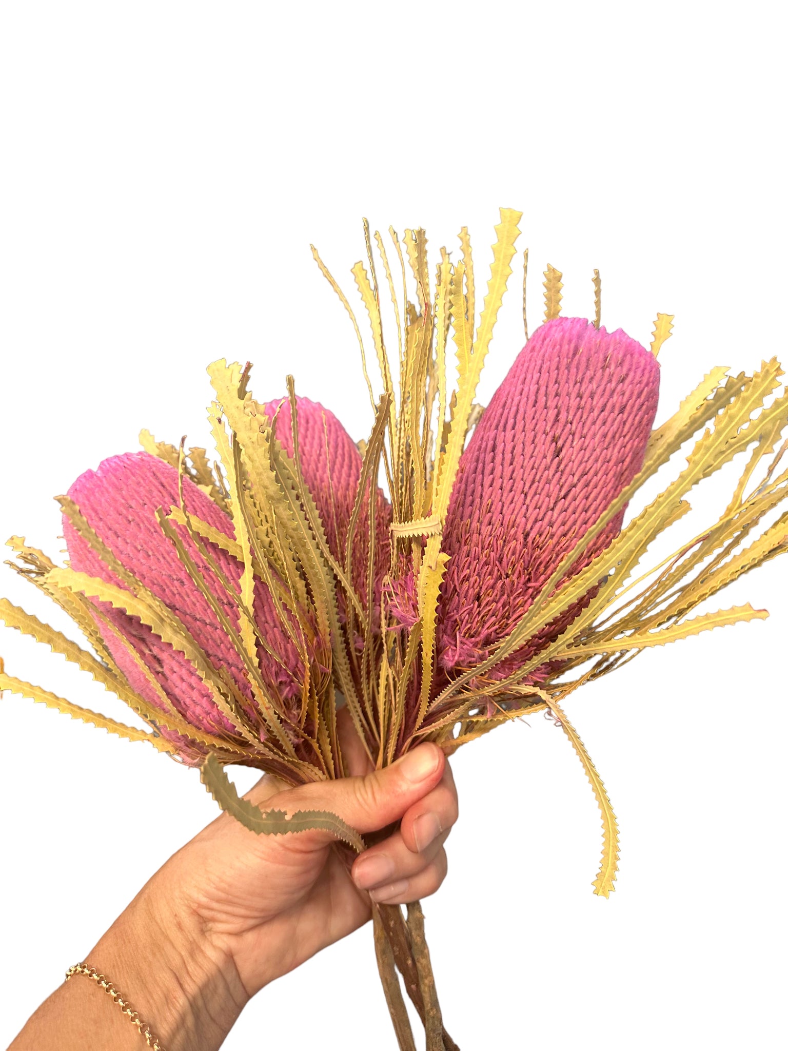 Banksia Hookeriana - Pink - Regular Head & Stem