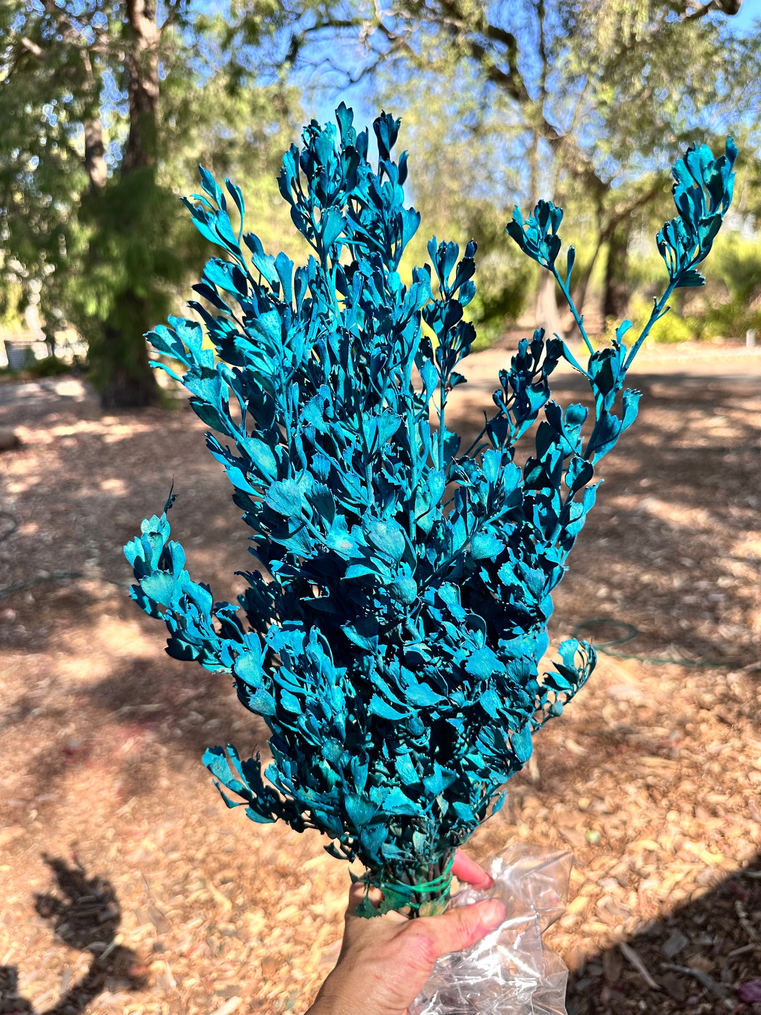 Templetonia - Preserved - Blue