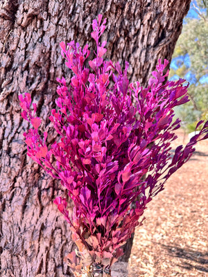 Templetonia - Preserved - Hot Pink