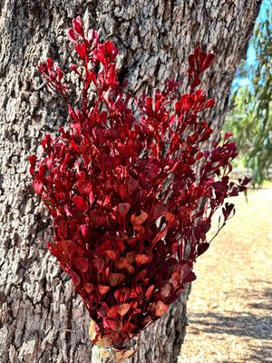 Templetonia - Preserved - Rust Red