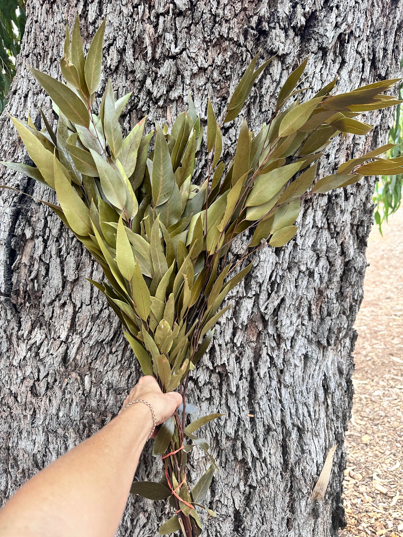 Gum - Eucalyptus - Sugar Gum - PRESERVED Soft Olive