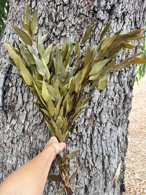 Gum - Eucalyptus - Sugar Gum - PRESERVED Soft Olive