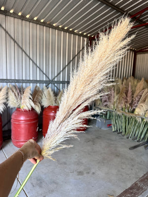 Pampas - Grassy heads