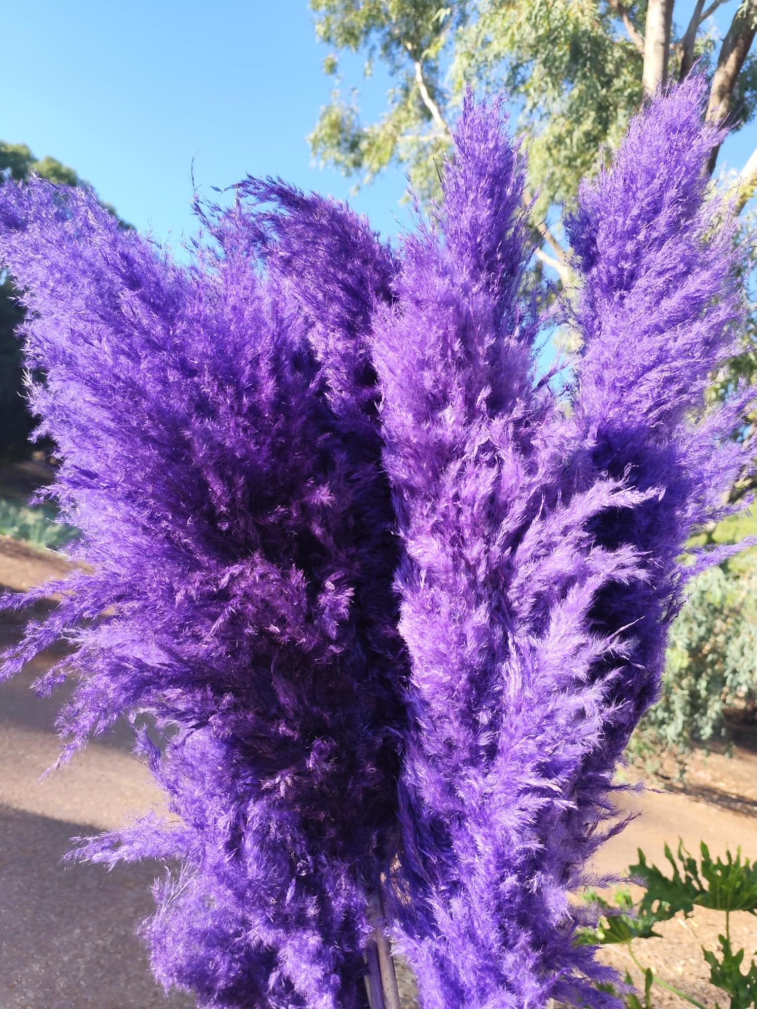 Pampas 2025 - Fluffy Heads- GIANT Purple Passion