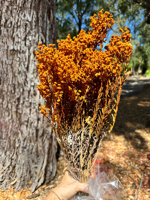 Clearance - Sago Preserved - Mustard Orange tones