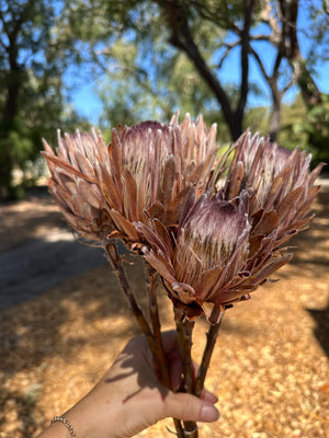 Protea Pink Ice - Dried 1 stem