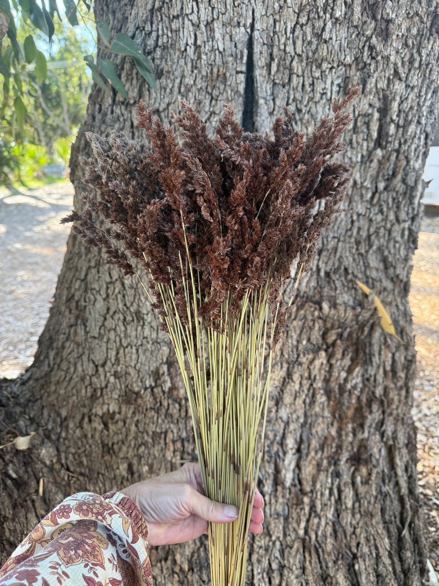 Grass - Velvet