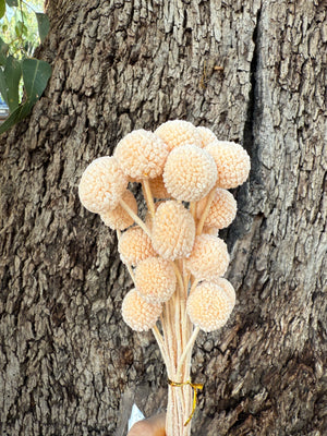 Clearance - Billy Buttons  - Soft Pink Champagne