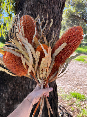 Banksia Prionotes -Burnt Orange