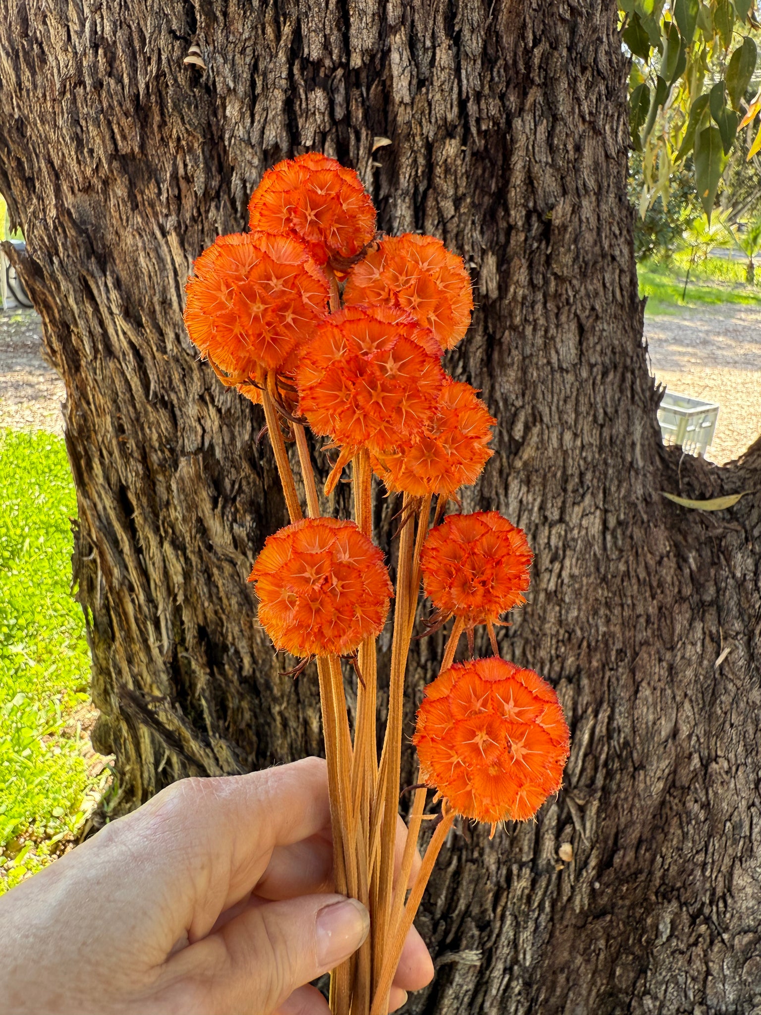 Scabiosia - Burnt Orange