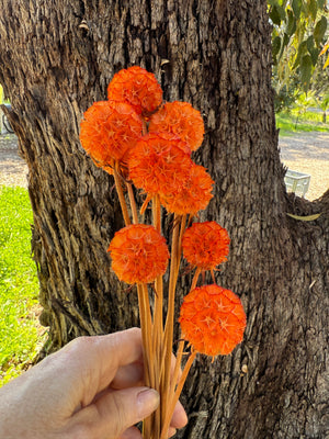 Scabiosia - Burnt Orange