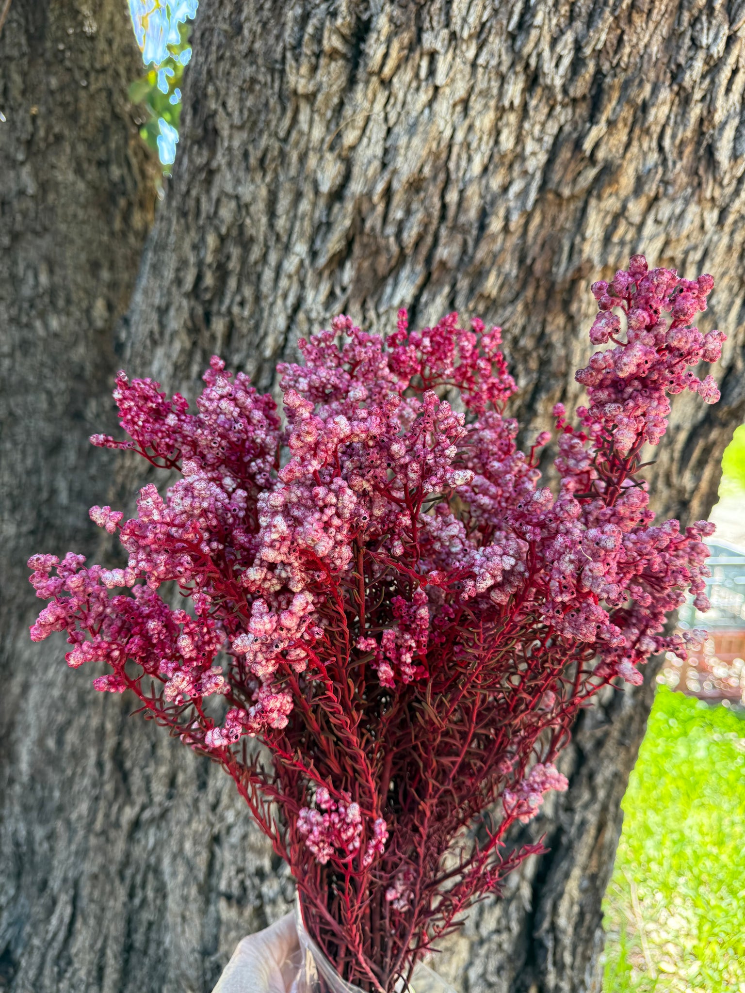 Clearance - Sago Preserved - Red popcorn