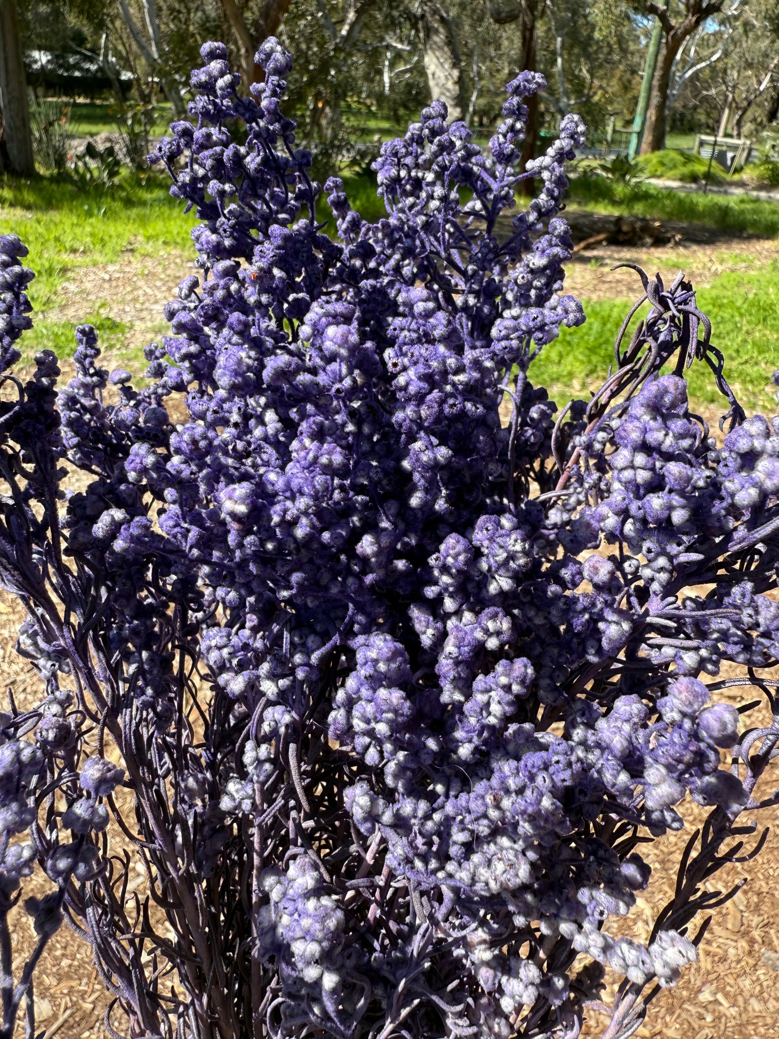 Clearance - Sago Preserved - Lavender tone