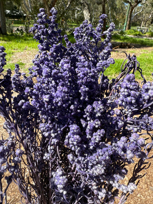 Clearance - Sago Preserved - Lavender tone