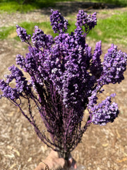 Clearance - Sago Preserved - Lilac tones