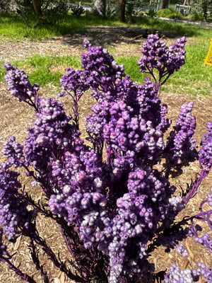 Clearance - Sago Preserved - Lilac tones