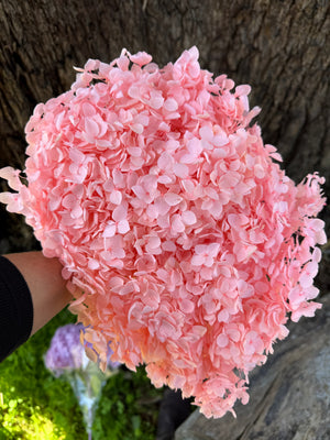 Hydrangea - Peachy Pink Tones