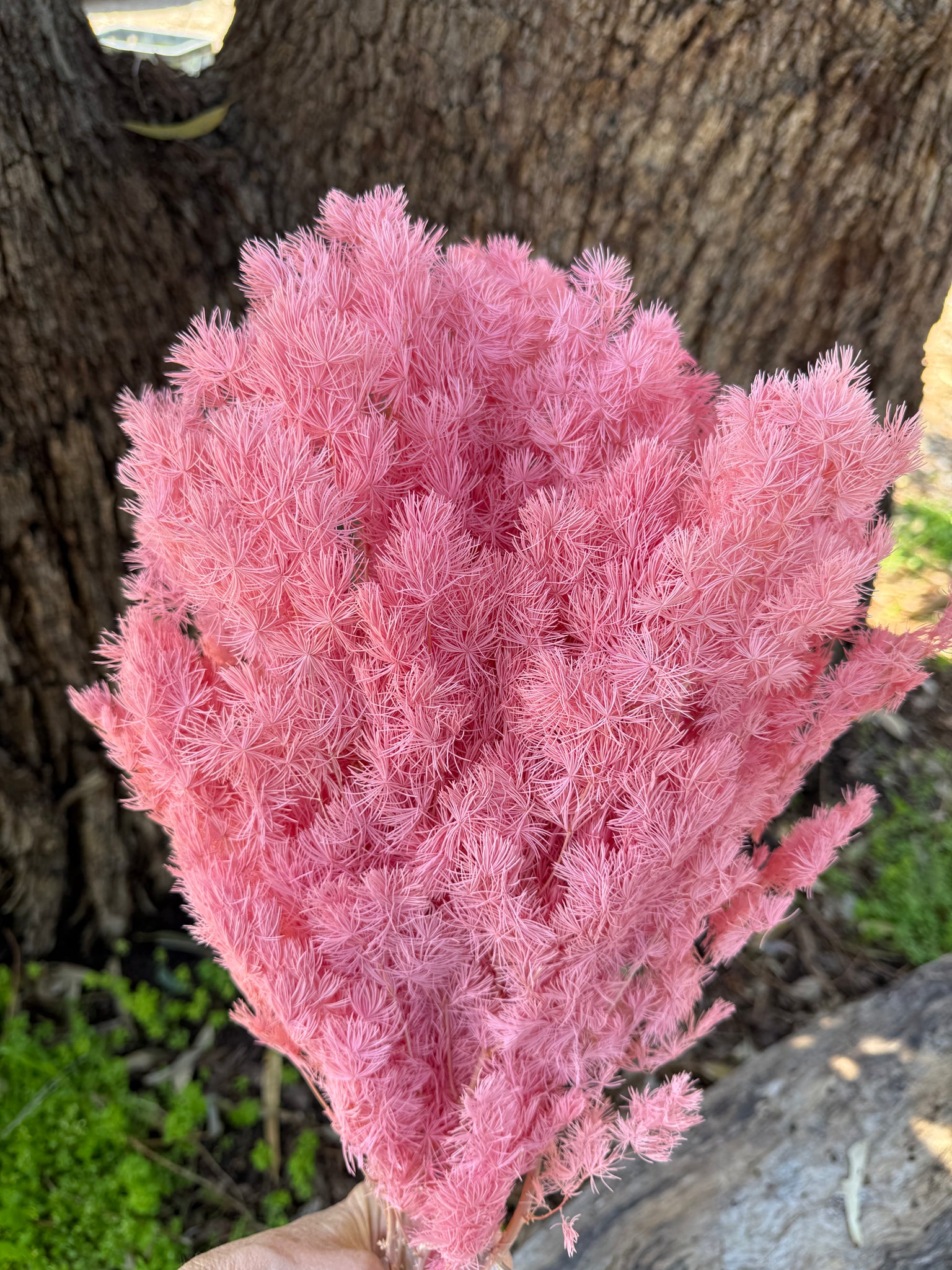 Ming Fern - Baby Pink