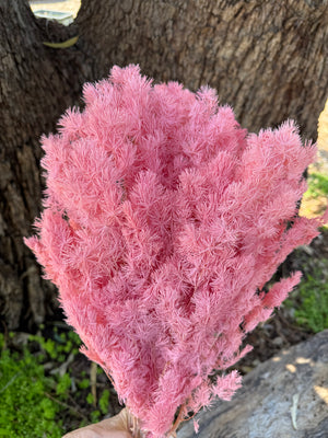 Ming Fern - Baby Pink
