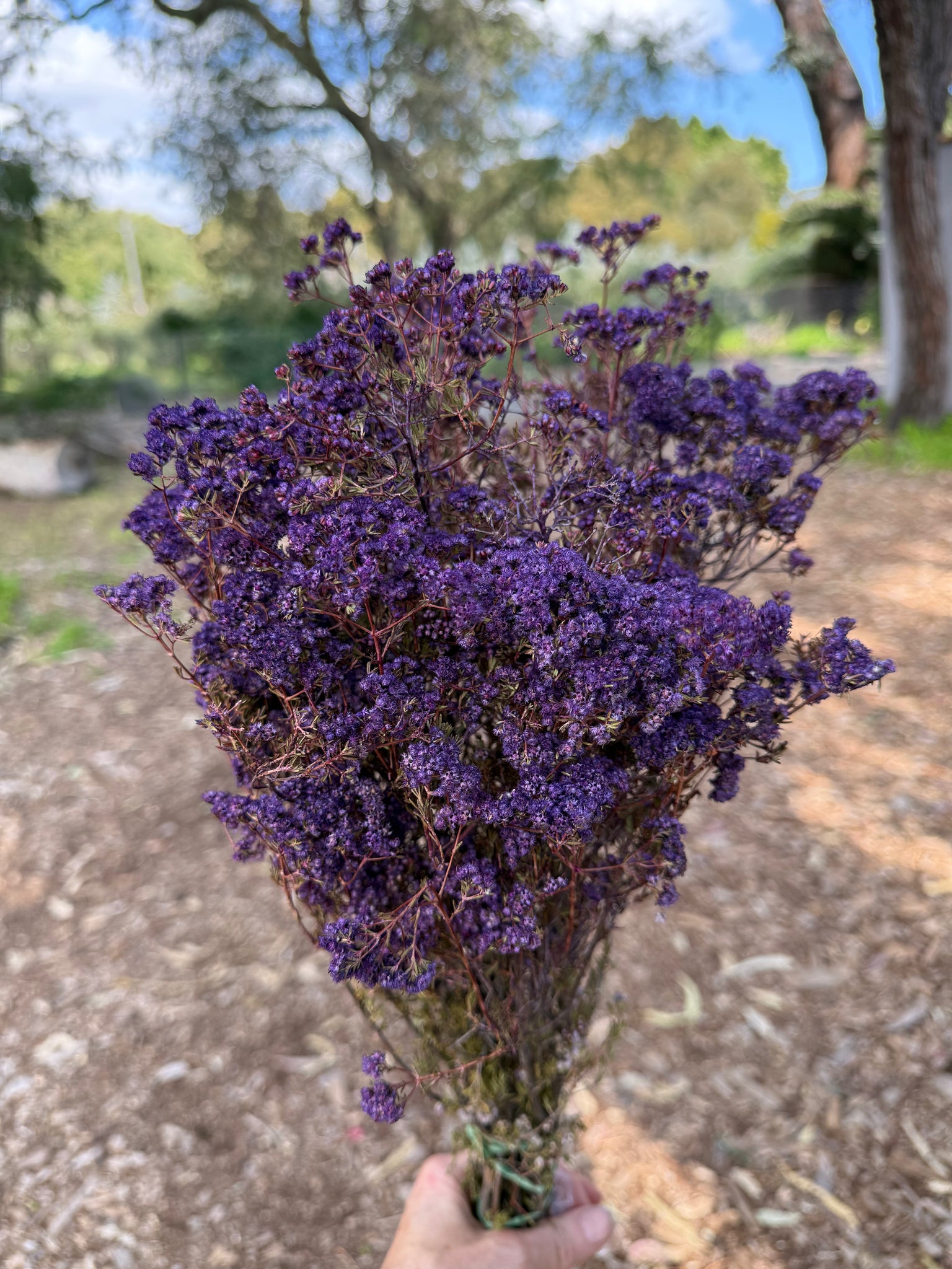 Verticordia Densiflora - Purple