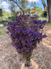 Verticordia Densiflora - Purple