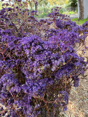 Verticordia Densiflora - Purple