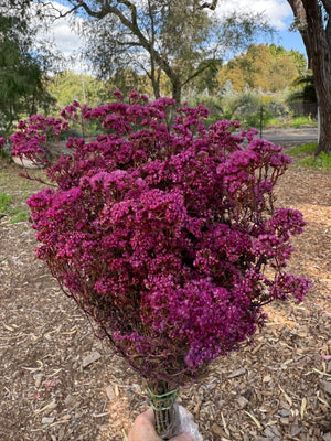 Verticordia Densiflora - Hot Pink