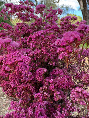 Verticordia Densiflora - Hot Pink