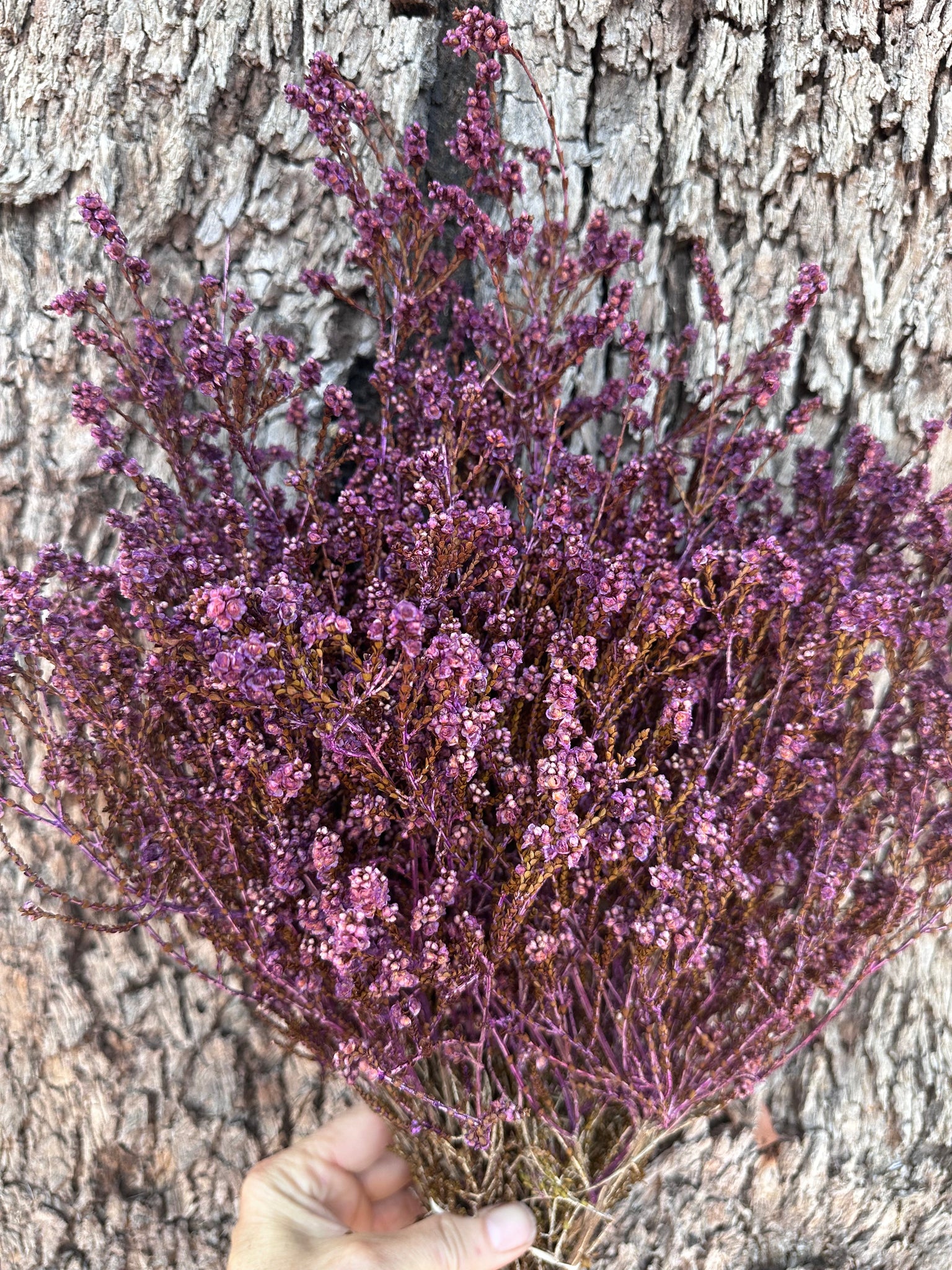 Scholtzia - Preserved - Lilac Purple Tones