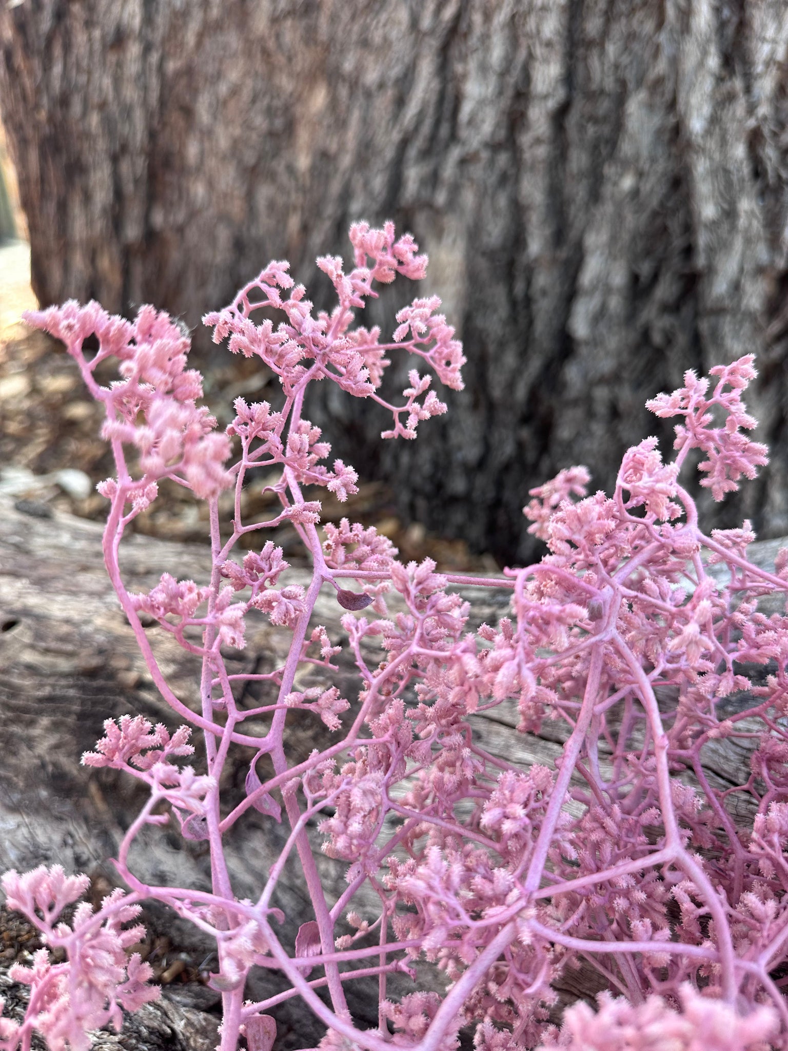 Sea Crest Wildflower - Soft Dusty Pink