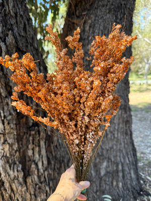 Feather Smoke - Preserved - Soft Autumn Orange