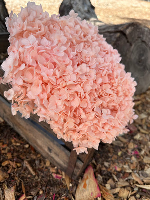 Hydrangea -  Bright Peachy Pink Tones