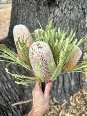Banksia Hookeriana - Natural - Regular head & Stem
