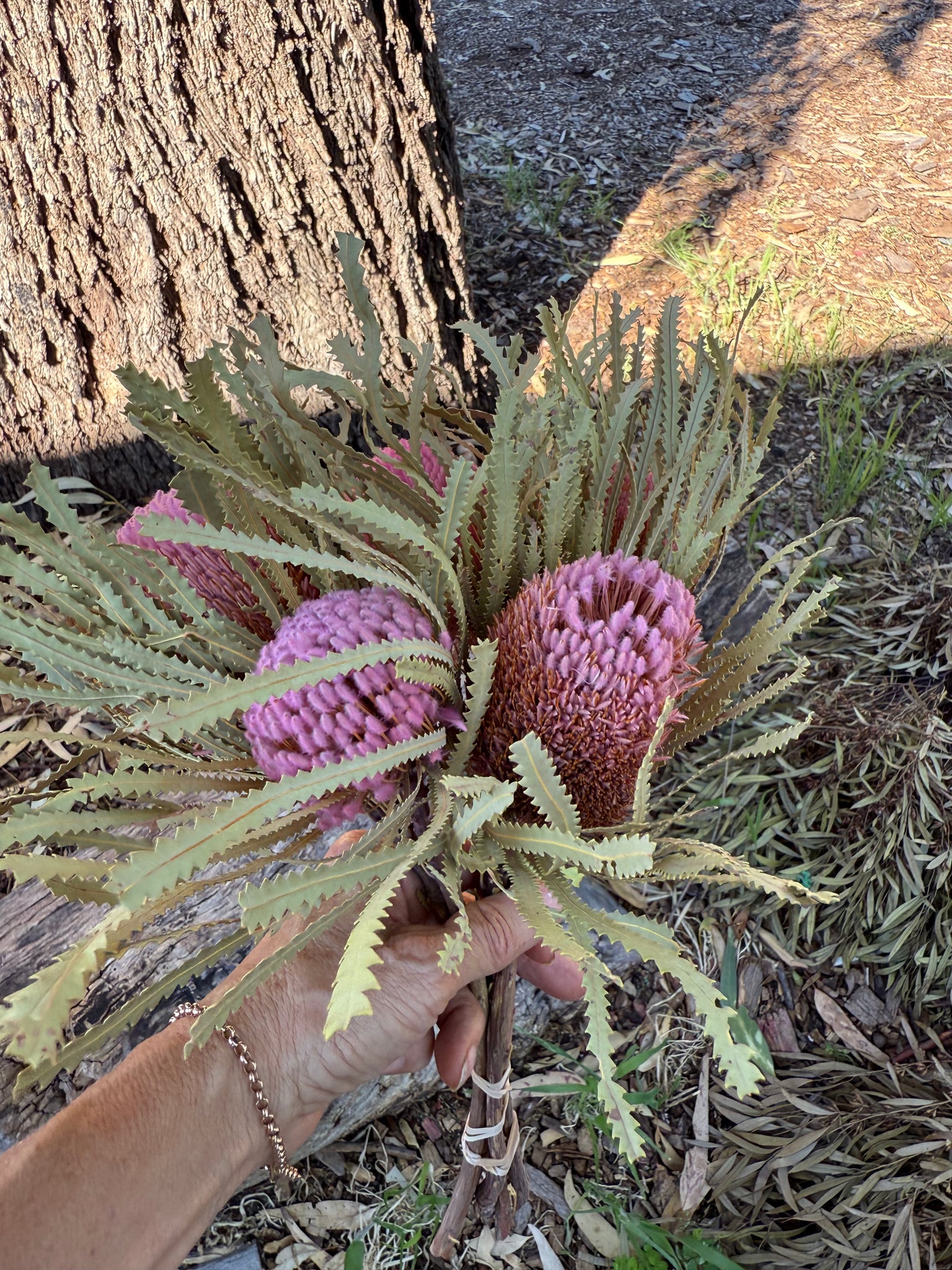 Banksia Hookeriana -  5 Button head - pink