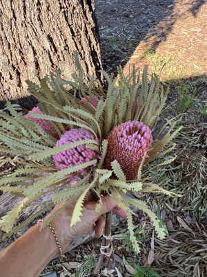 Banksia Hookeriana -  5 Button head - pink