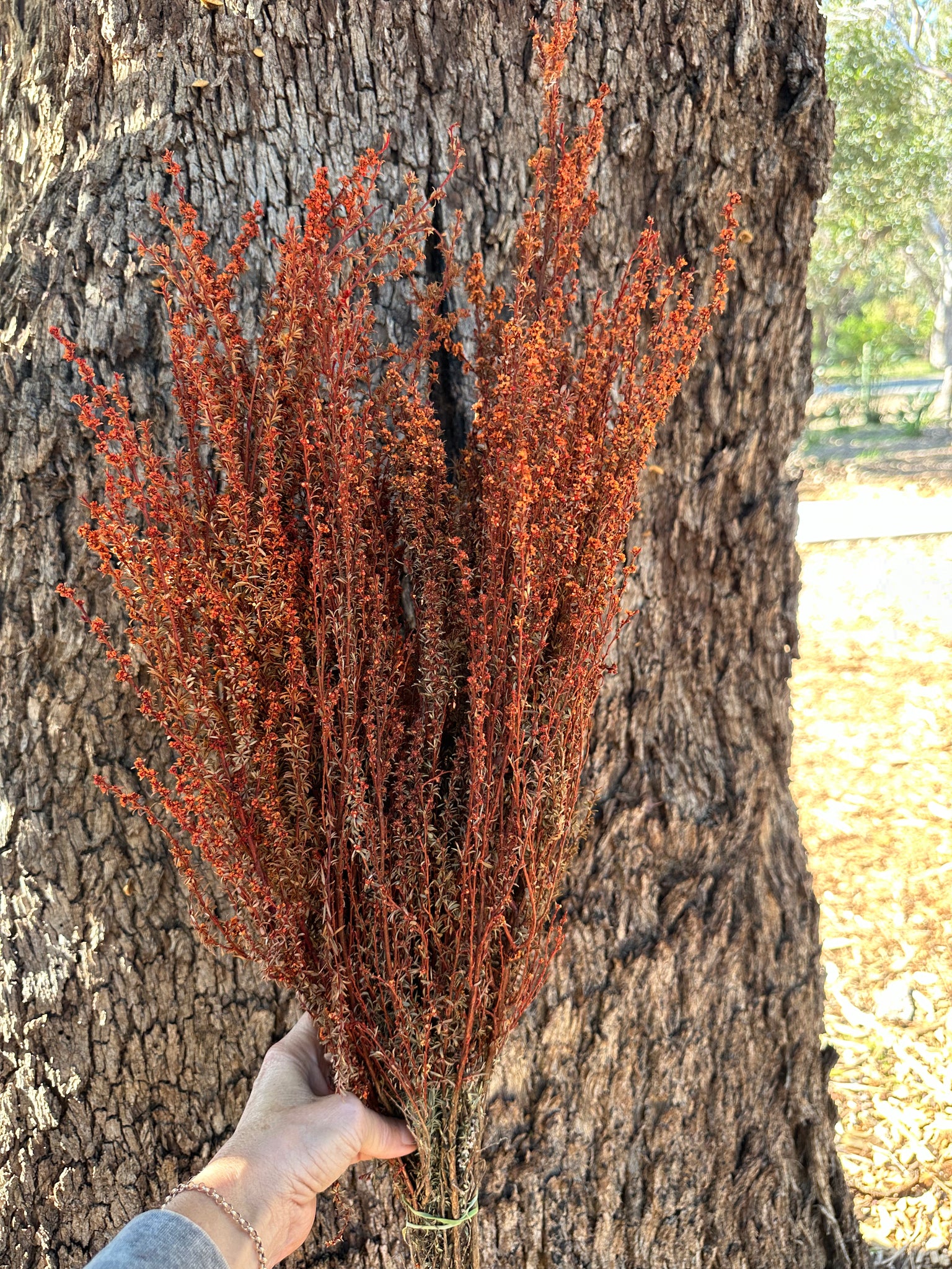 Tea Tree - Burnt Orange tones