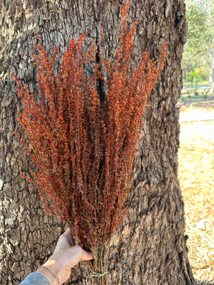 Tea Tree - Burnt Orange tones