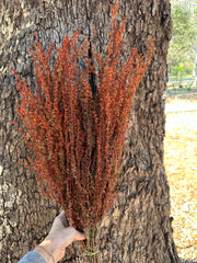 Tea Tree - Burnt Orange tones