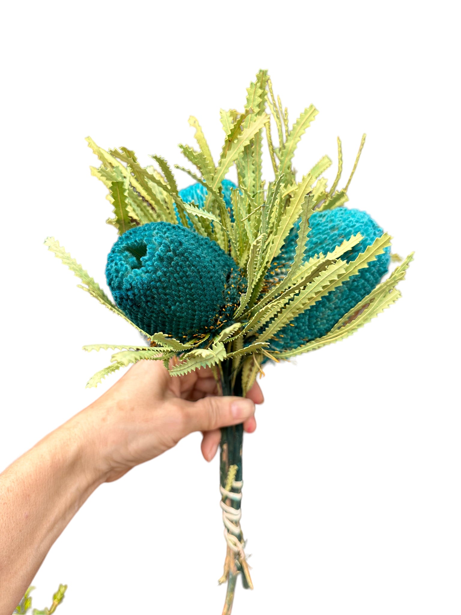Banksia Hookeriana - Teal Blue - MINI HEAD