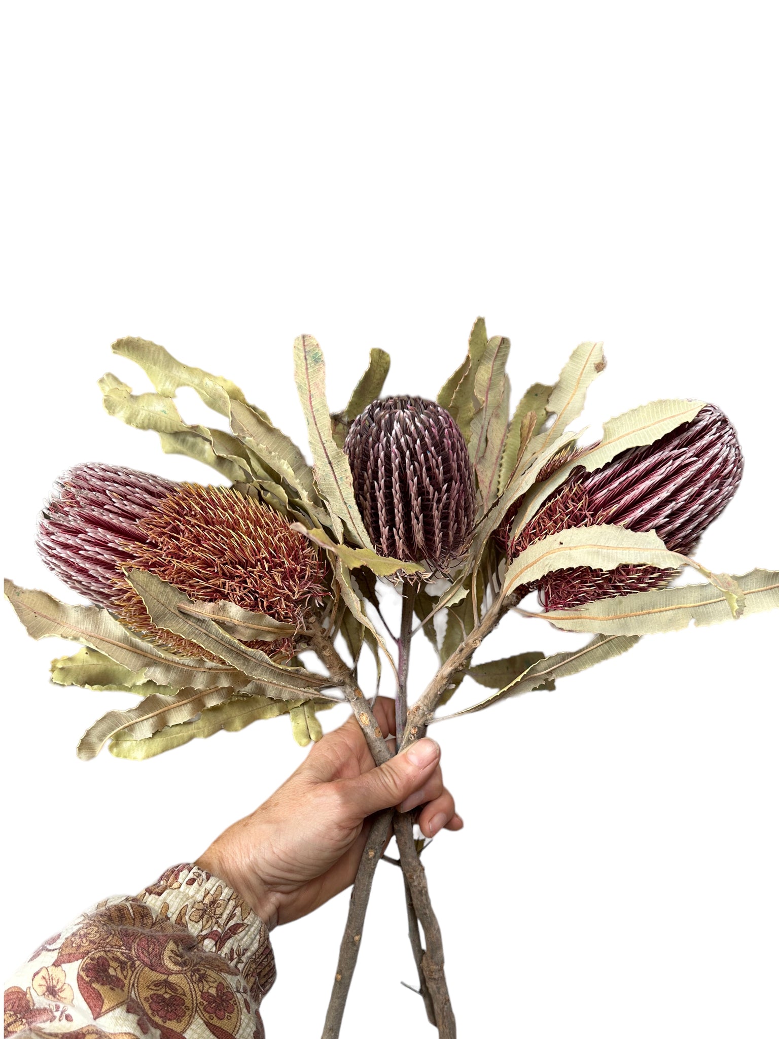 Banksia Menzies - Natural dried & treated to hold colour