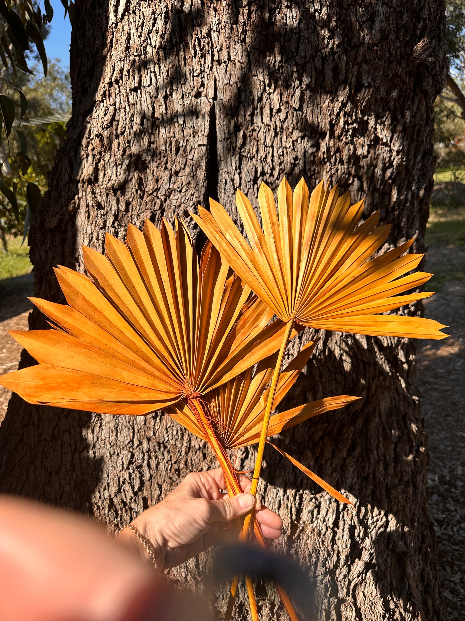 Palm - Sun Palms - Burnt Orange - 20-30 cm - 1 Stem