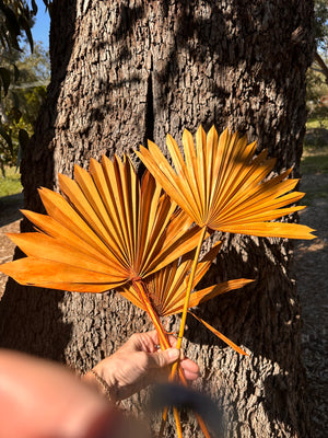 Palm - Sun Palms - Burnt Orange - 20-30 cm - 1 Stem